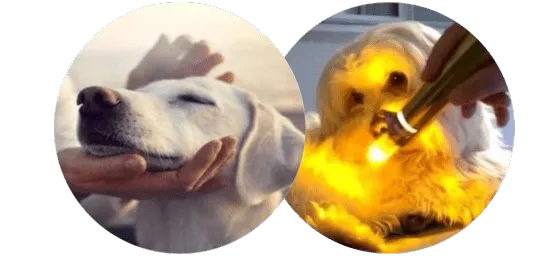 Terapias em Pets