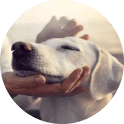 Reiki em Pets